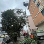 Recco, potatura correttiva degli alberi alto fusto in città
