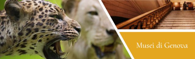 Museo G. Doria - Supereroi vegetali contro la pandemia silenziosa Museo G. Doria - Supereroi vegetali contro la pandemia silenziosa