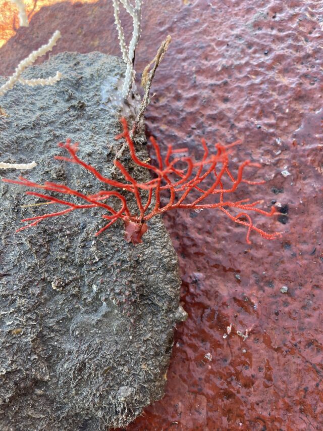 Webild e Acquario di Genova