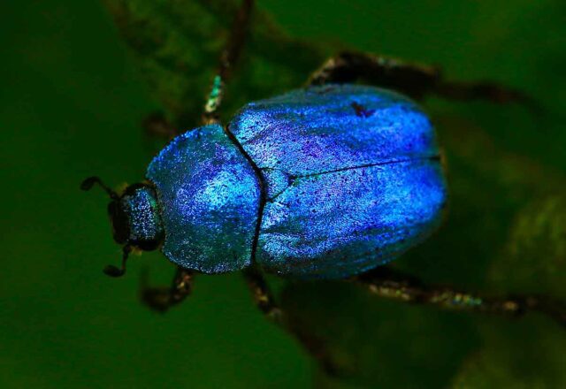 Da scarabeo a Uno: i giochi da tavolo da fare a Pasqua