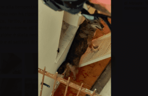 Toirano, lupo invade casa. Bruzzone: ora basta, situazione insostenibile