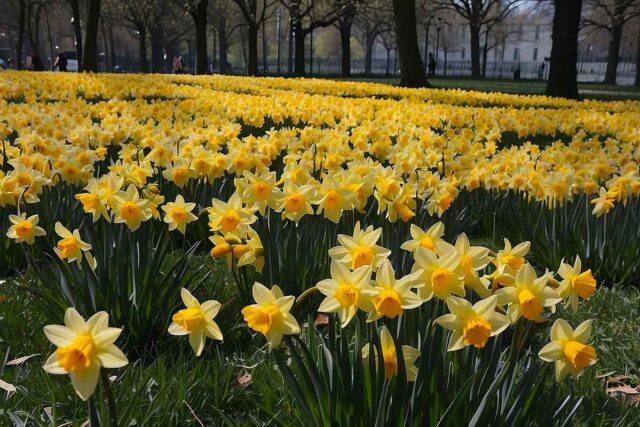 Il Nano Morgante | La prima cosa bella