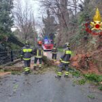 Sestri Ponente, albero si abbatte in strada: rimosso dai VVF