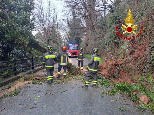 Sestri Ponente, albero si abbatte in strada: rimosso dai VVF Sestri Ponente, albero si abbatte in strada: rimosso dai VVF