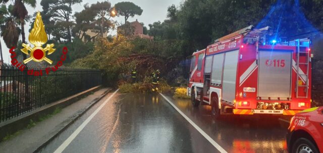 Maltempo a Genova: alberi caduti e interventi di emergenza