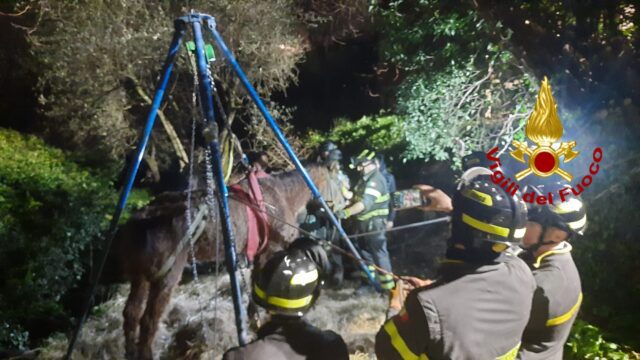 Cogorno, cavallo di 31 anni scivola giù da una piana: soccorso dai VVF Cogorno, cavallo di 31 anni scivola giù da una piana: soccorso dai VVF
