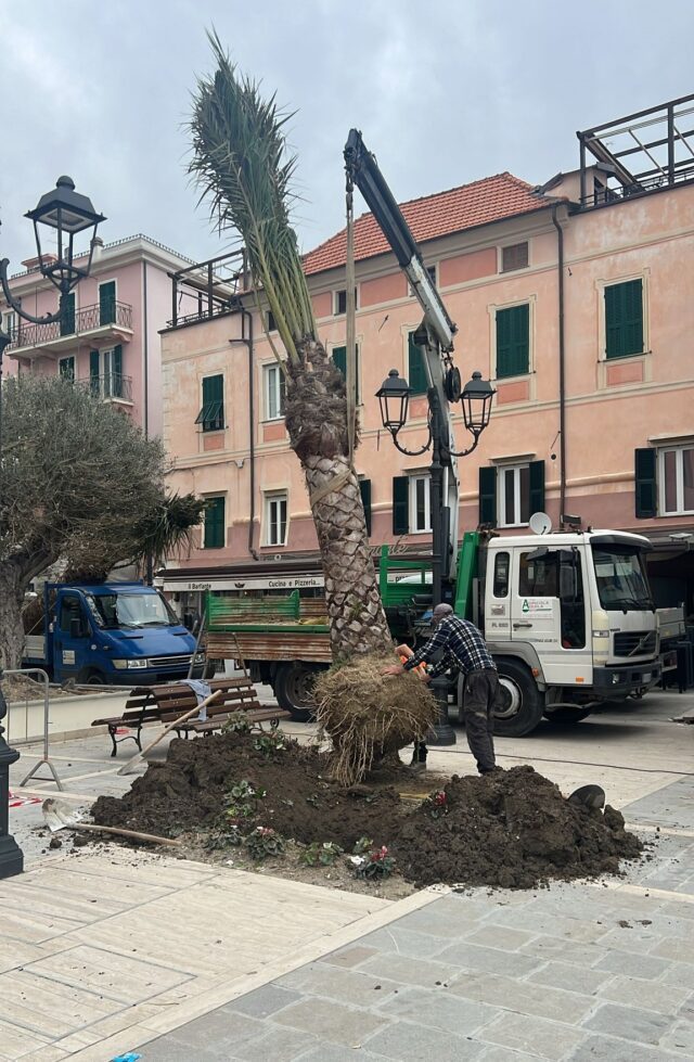 Ad Alassio due nuove palme abbelliscono la rinnovata Piazza Airaldi e Durante, potenziando il verde urbano