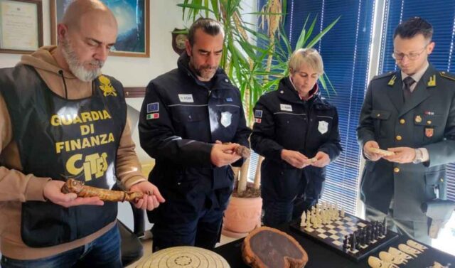 Sequestrato carico di prodotti fatti con zanne di elefante alla Spezia