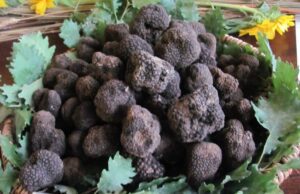 Tartuficoltura, nuovo slancio al Centro sperimentale di Millesimo Tartuficoltura, nuovo slancio al Centro Sperimentale di Millesimo