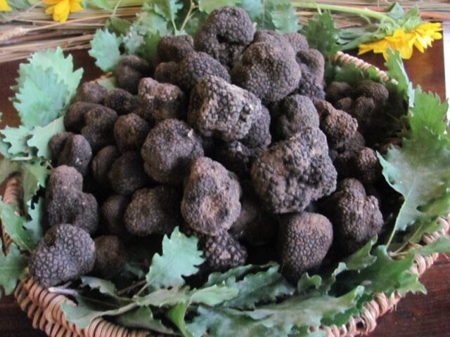 Tartuficoltura, nuovo slancio al Centro Sperimentale di Millesimo