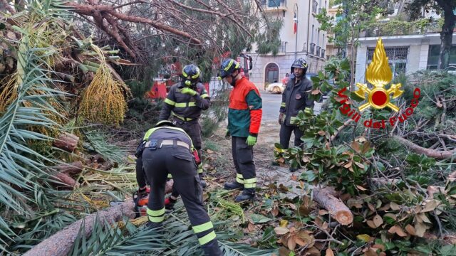 vvf rapallo caduta alberi 1