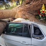 Rapallo, pino marittimo palma cadono su auto parcheggiate
