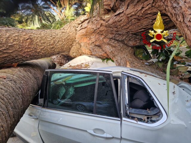 Rapallo, pino marittimo palma cadono su auto parcheggiate