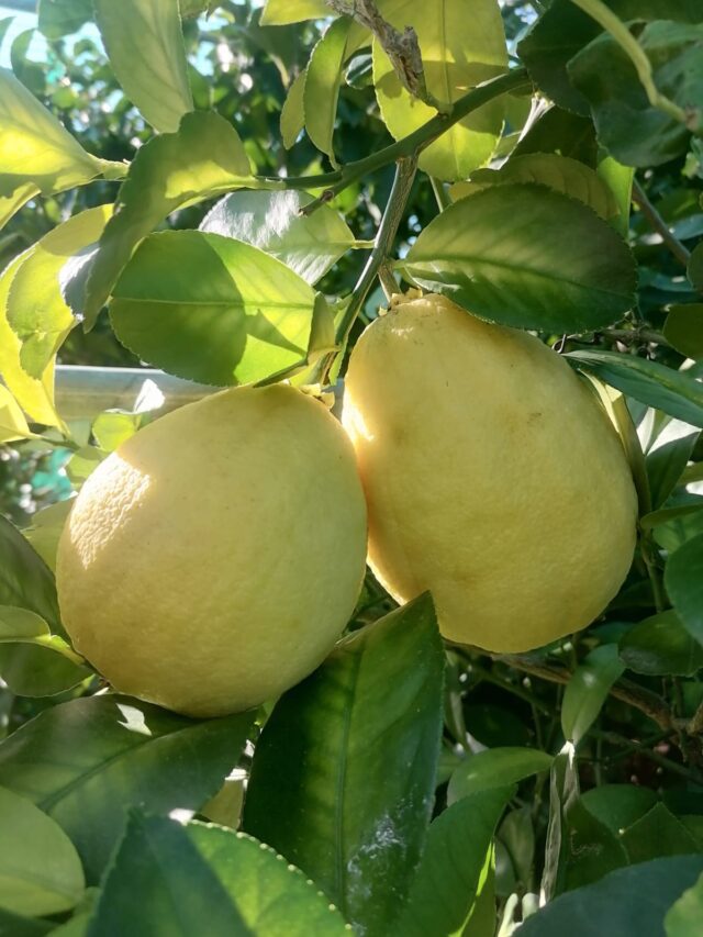 Al Museo G. Doria Gli Agrumi nella storia
