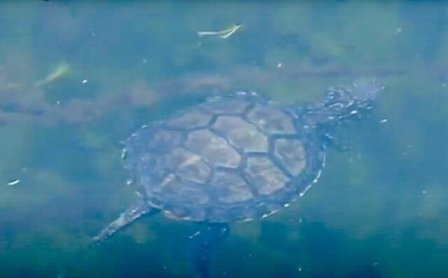 Rilascio di testuggini palustri nella Piana di Albenga il 30 maggio Rilascio di testuggini palustri nella Piana di Albenga il 30 maggio