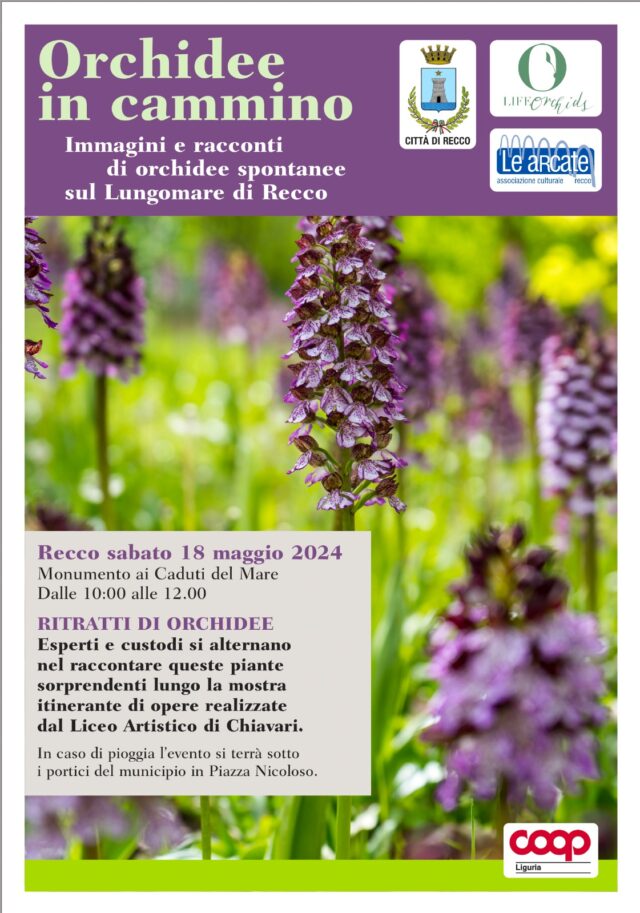 Recco, immagini e racconti di orchidee spontanee sul Lungomare Recco, immagini e racconti di orchidee spontanee sul Lungomare