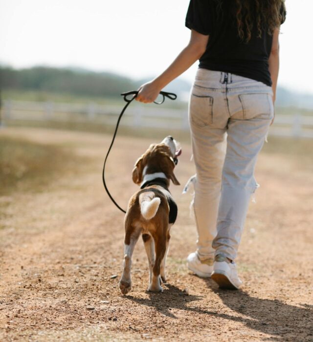 Recco, giro di vite contro deiezioni canine e l'abbandono rifiuti Recco, giro di vite contro deiezioni canine e l'abbandono rifiuti