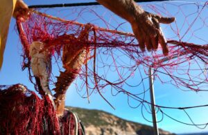 Nuovo Presidio Slow Food. È la pesca artigianale dell’Isola del Giglio