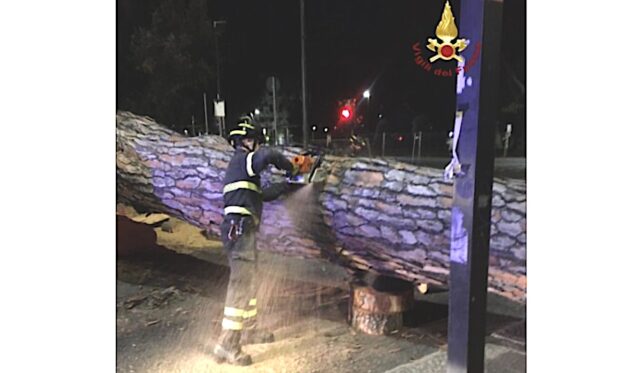 Maltempo e interventi dei vigili del fuoco, albero cade in corso Montegrappa