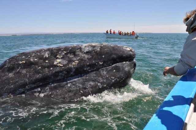 “I Martedì Pro Natura” al Museo Civico G. Doria di Genova “I Martedì Pro Natura” al Museo Civico G. Doria di Genova