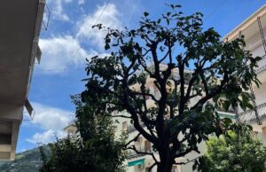 Alassio, potatura annuale degli aranci nel centro cittadino Potatura annuale degli aranci nel centro cittadino di Alassio