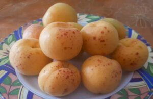 Weekend con l’albicocca di Valleggia