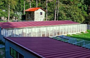 Un ponte per Buoncanile: continuare a salvare vite Un Ponte per Buoncanile: Continuare a salvare vite