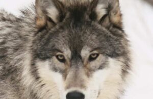 Continua il progetto Life Wolfalps con l’app Gaia Observer