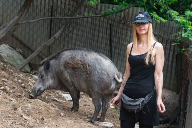 Il TAR Liguria sospende abbattimento dei cinghiali Naso e Rosino Il TAR Liguria sospende abbattimento dei cinghiali Naso e Rosino