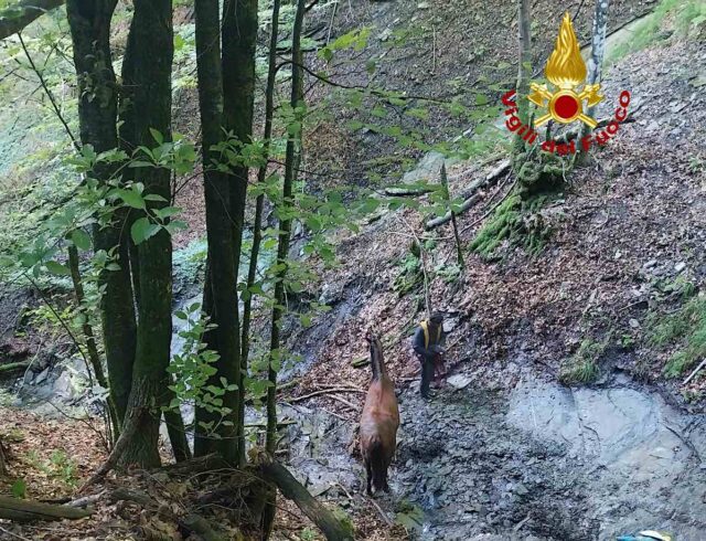 I vigili del fuoco salvano cavallo caduto in un dirupo I vigili del fuoco salvano cavallo caduto in un dirupo