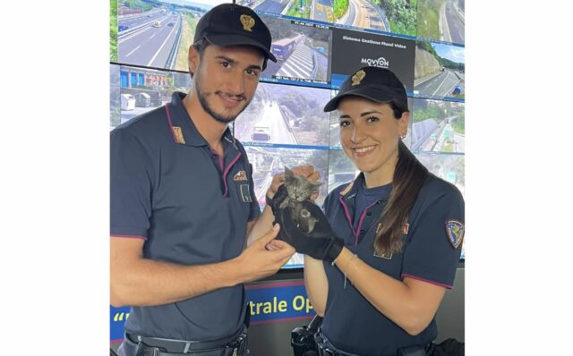 Stradale salva gattino in autostrada: il micio adottato da un ispettore Stradale salva gattino in autostrada: il micio adottato da un ispettore