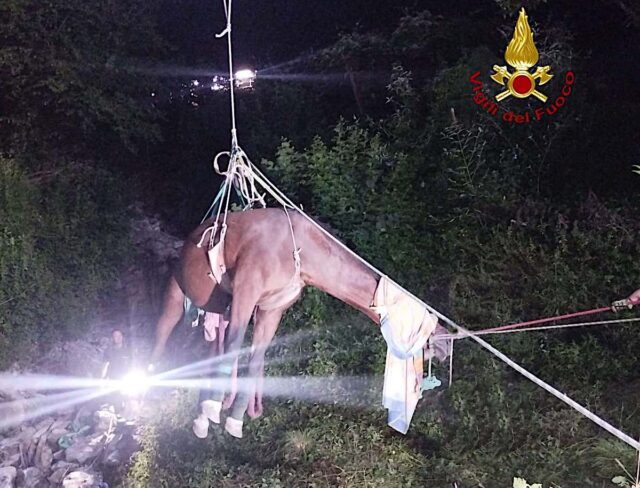 Serra Riccò: Vigili del Fuoco salvano un cavallo anziano caduto in una scarpata Serra Riccò: Vigili del Fuoco salvano un cavallo anziano caduto in una scarpata