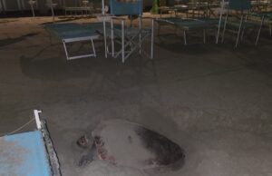 Dal nido di Laigueglia tra ieri sera e stanotte sono usciti altri 37 esemplari Dal nido di Laigueglia tra ieri sera e stanotte sono usciti altri 37 esemplari di Caretta caretta un meraviglioso evento