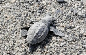 Nidi di tartaruga in Liguria: incontri e approfondimenti per coinvolgere tutti Nidi di tartaruga in Liguria incontri e approfondimenti per coinvolgere tutti