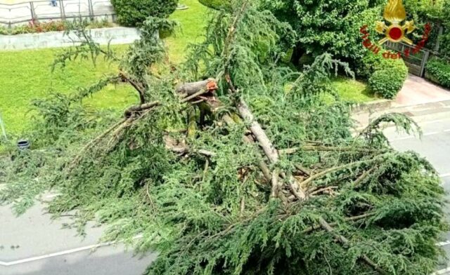 Vvf albero caduto generico