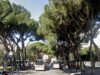 Abbattimento dei pini secolari di Viale Paolo Thaon di Revel a Genova