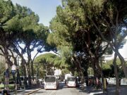 Abbattimento dei pini secolari di Viale Paolo Thaon di Revel a Genova