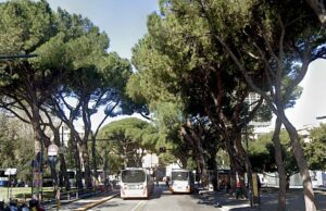 Abbattimento dei pini secolari di Viale Paolo Thaon di Revel a Genova