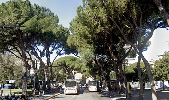 Previsto per questa sera l’abbattimento dei pini secolari di viale Thaon di Revel Previsto per questa sera l’abbattimento dei pini secolari di viale Thaon di Revel