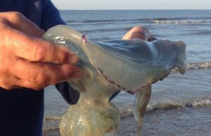 Caldo nel Mar Ligure, pescatori in difficoltà: invasione tonnellate di meduse