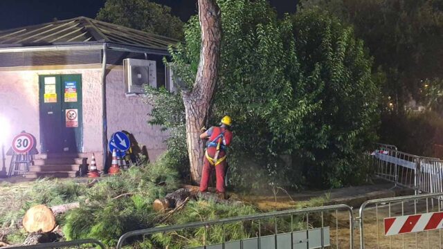 Rischio crollo per tre pini a Brignole: lavori di abbattimento nella notte di lunedì Rischio crollo per tre pini a Brignole: lavori di abbattimento nella notte di lunedì