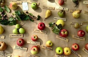 Alla scoperta del Pomarium dei Vivai Montina a Cisano sul Neva Alla scoperta del Pomarium dei Vivai Montina a Cisano sul Neva