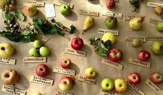 Alla scoperta del Pomarium dei Vivai Montina a Cisano sul Neva Alla scoperta del Pomarium dei Vivai Montina a Cisano sul Neva