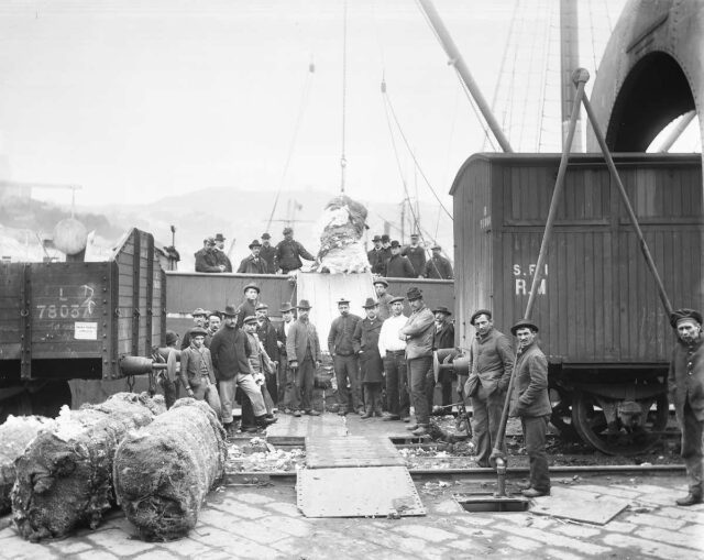 26404 Porto Carico balle di cotone Foto Testa Aspettando la Genova Jeans Week al MEI: mostra Porto i pantaloni