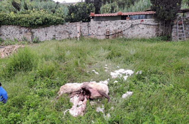 Celle ligure lupo pecora