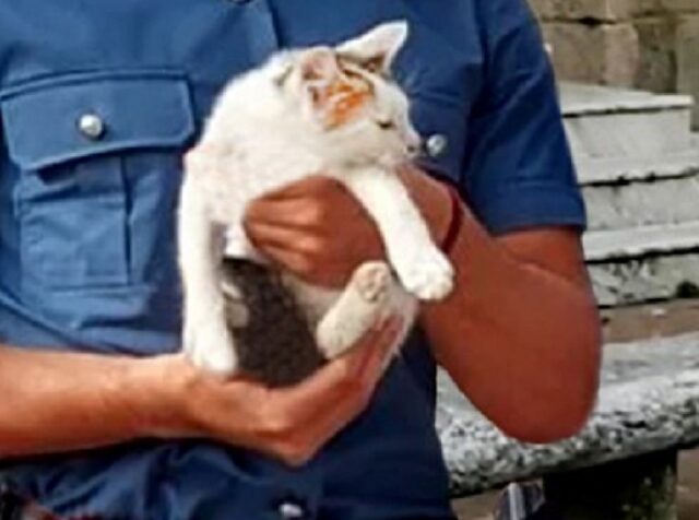 Lungomare Canepa, rischia la vita per salvare un gattino Lungomare Canepa, rischia la vita per salvare un gattino