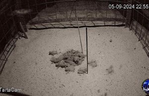 Arma di Taggia: nate 40 tartarughe nella notte tra il 5 e il 6 settembre Arma di Taggia: nate 40 tartarughe nella notte tra il 5 e il 6 settembre