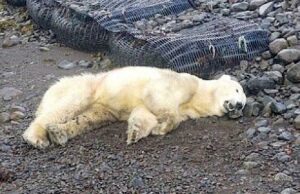 Orso polare arriva in Islanda su un iceberg: ucciso Orso polare arriva in Islanda su un iceberg: ucciso