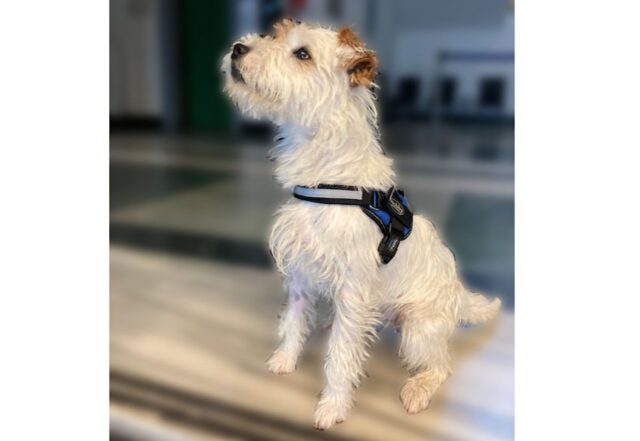 Controlli anticrimine nel centro storico: il cane Leone scova la droga Controlli anticrimine nel centro storico: il cane Leone scova la droga