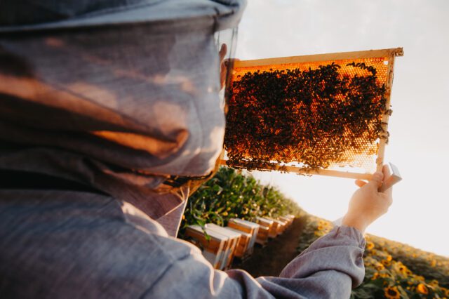 A.L.P.A. Miele organizza il 5° Concorso Mieli di Liguria A.L.P.A. Miele organizza il 5° Concorso Mieli di Liguria